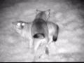 Pulsar Recon 550R: wolves at 40-70 yards
