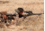 Armasight Orion 4x Gen 1+ Night Vision Rifle Scope NWWORION0411I11