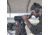 Bushnell 20-60x65 Trophy Xtreme Spotting Scope, 0.67 in, Fully Multi-Coated, Black, 887520B