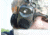 Hyskore Stereo Hearing Protector, Black/OD Green 30150
