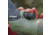 Kowa TS-55 PROMINAR 17-40x55mm Spotting Scope, Angled, Green, TSN-55A