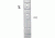 Warne 1 Piece Steel Base Mount, Thompson Center Contender - Silver - M988S