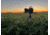 Warrior Tripods The Scout Tripod, Aluminum, WT-14