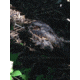 Celestron Regal M2 65ED Spotting Scope 52304
