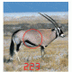Swarovski Rangefinder Accuracy = Â± 1 yds (Â± 1 m)